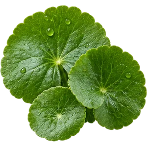 Centella asiática