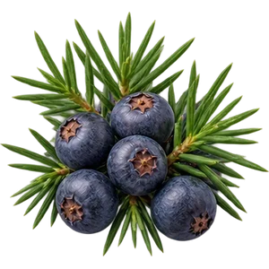 Enebro común