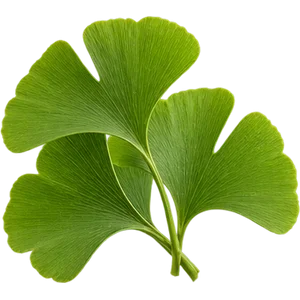 Ginkgo biloba